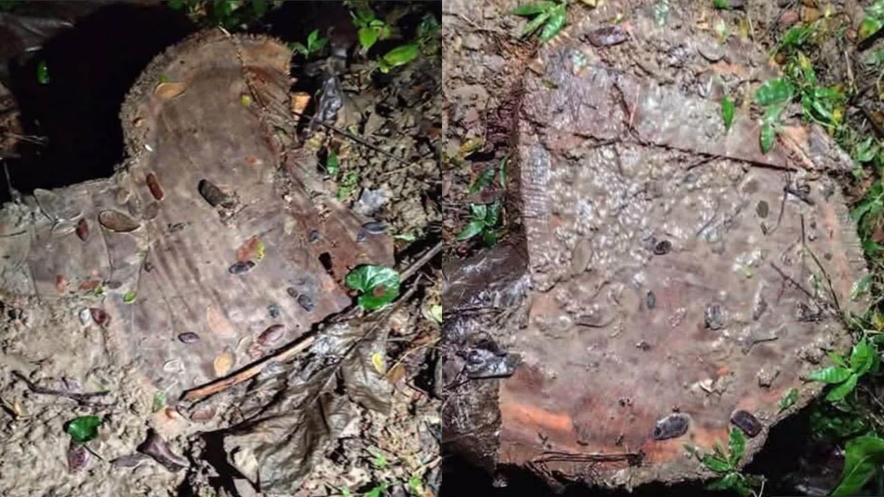 গৌরনদীতে সরকারি সেগুনগাছ চুরি, কাদা মেখে ধামাচাপা দেওয়ার চেষ্টা