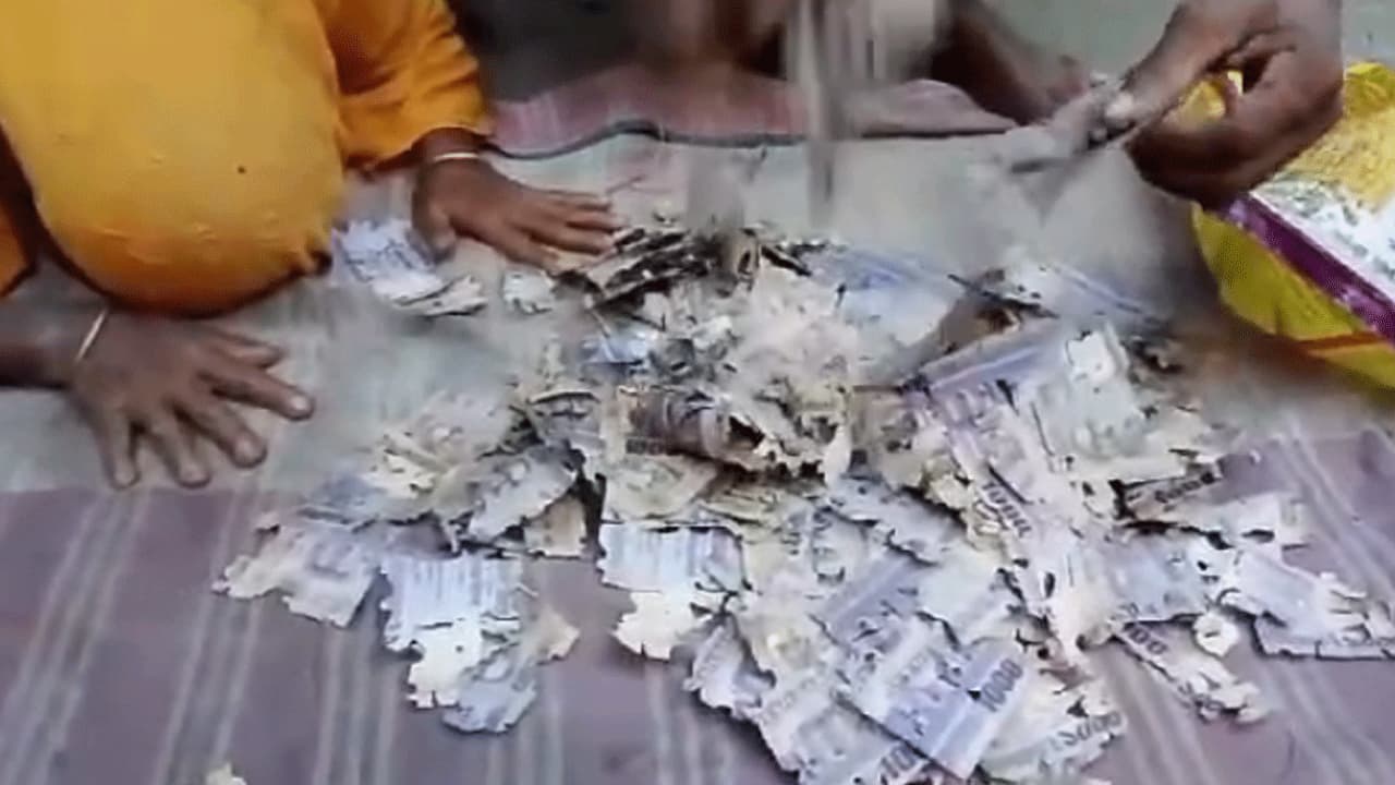 গাইবান্ধায় ইঁদুর ও উইপোকার আক্রমণে কৃষকের ২ লাখ টাকা নষ্ট