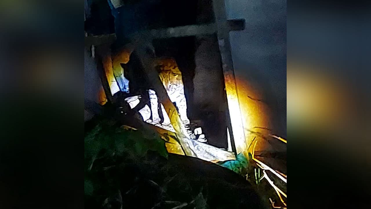 জামালপুরে বাঘসদৃশ প্রাণীর বিচরণে আতঙ্ক, বন বিভাগের দাবি এটি মেছো বিড়াল