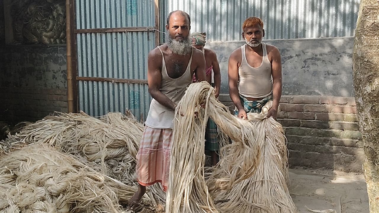 সিরাজগঞ্জে আবারও বাড়ছে পাট চাষ, কৃষকের মুখে হাসি