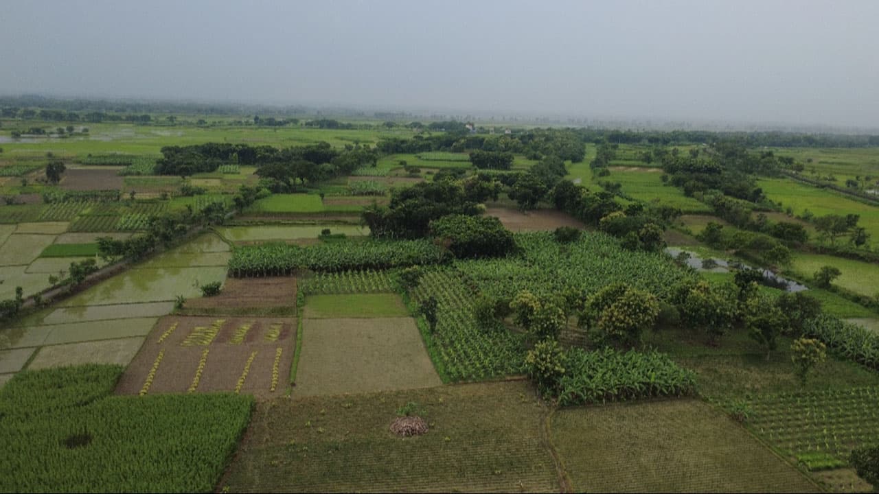 মেহেরপুরে বিএসএফের হাতে বাংলাদেশি কৃষক আটক, পাল্টা দুই ভারতীয়কে ধরল গ্রামবাসী