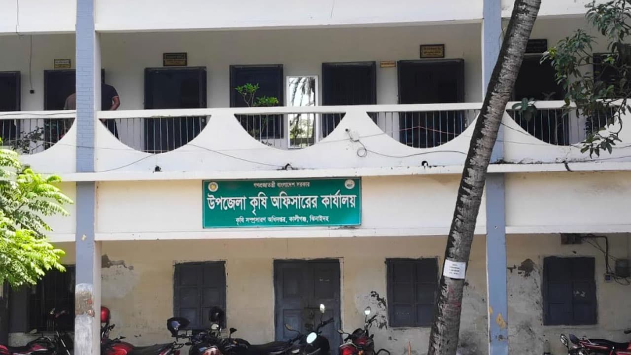 কালীগঞ্জে সারের তীব্র সংকট, দিশেহারা আমন চাষিরা