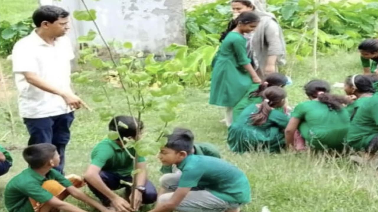 চারাগাছের বদলে ডাল রোপণ: পিরোজপুরে প্রাথমিক বিদ্যালয়ের প্রধান শিক্ষক বরখাস্ত