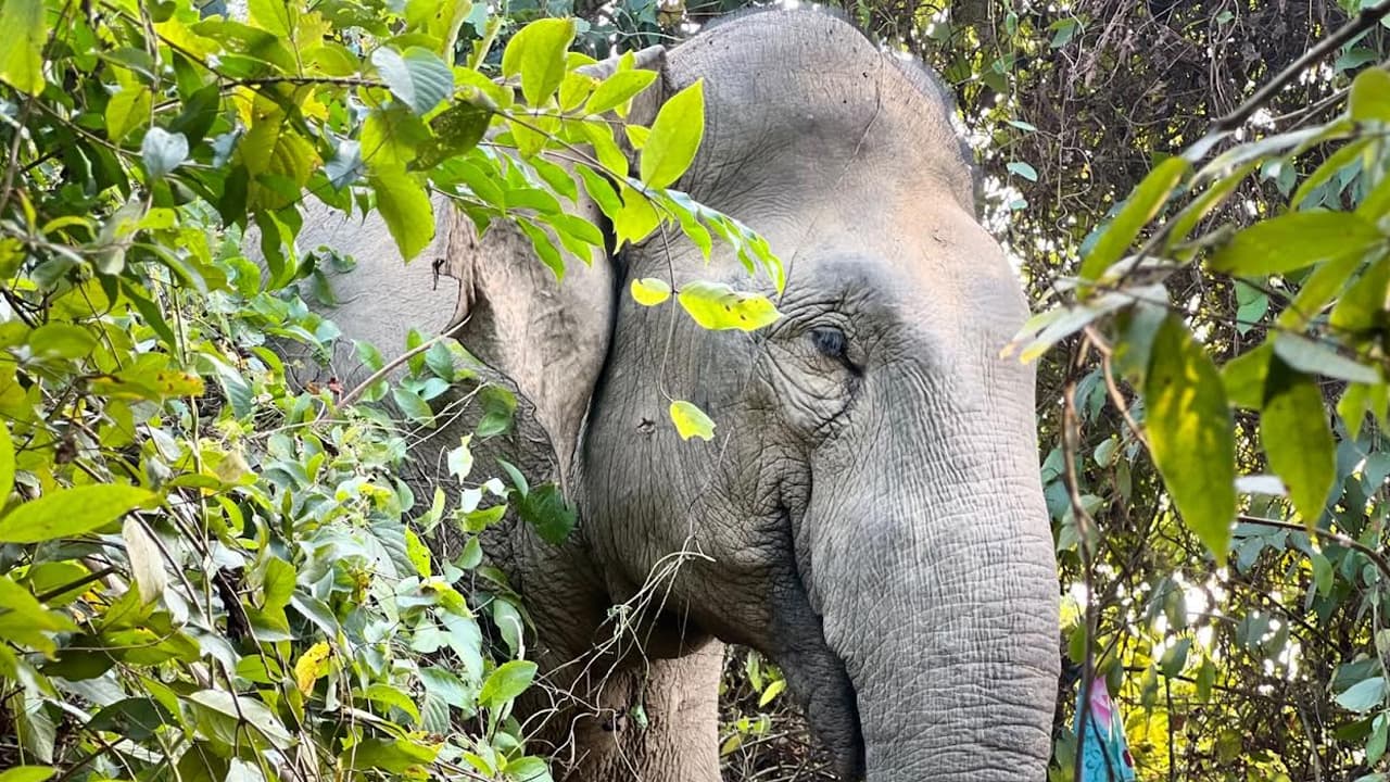 রাঙামাটিতে অস্তিত্ব সংকটে বন্যহাতি, দেড় দশকে প্রাণ গেল ১৩টির
