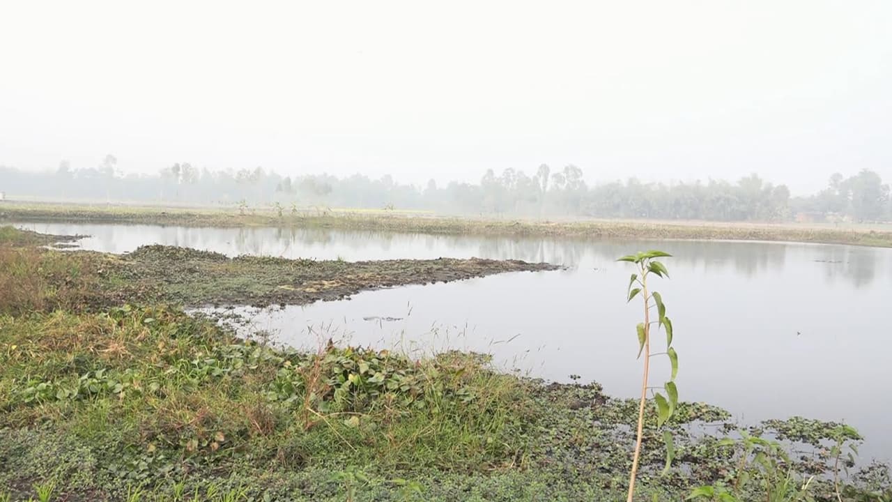 আগুনে জ্বলে, পানিতে ভাসে: অস্তিত্ব সংকটে কঞ্চনা বিলের রহস্যময় মাটি