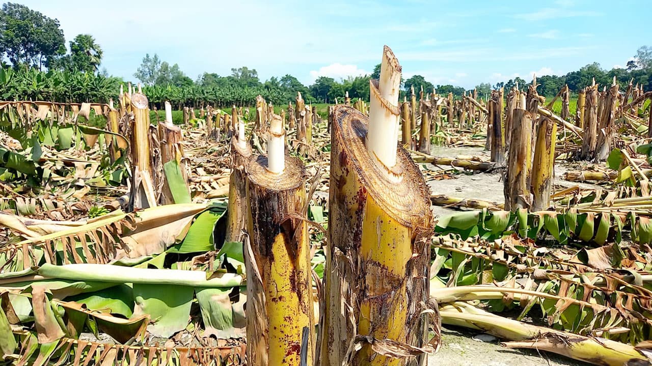 নওগাঁর মান্দায় পারিবারিক বিরোধের জেরে ১ হাজার কলাগাছ কাটা, বসতবাড়িতে তাণ্ডব