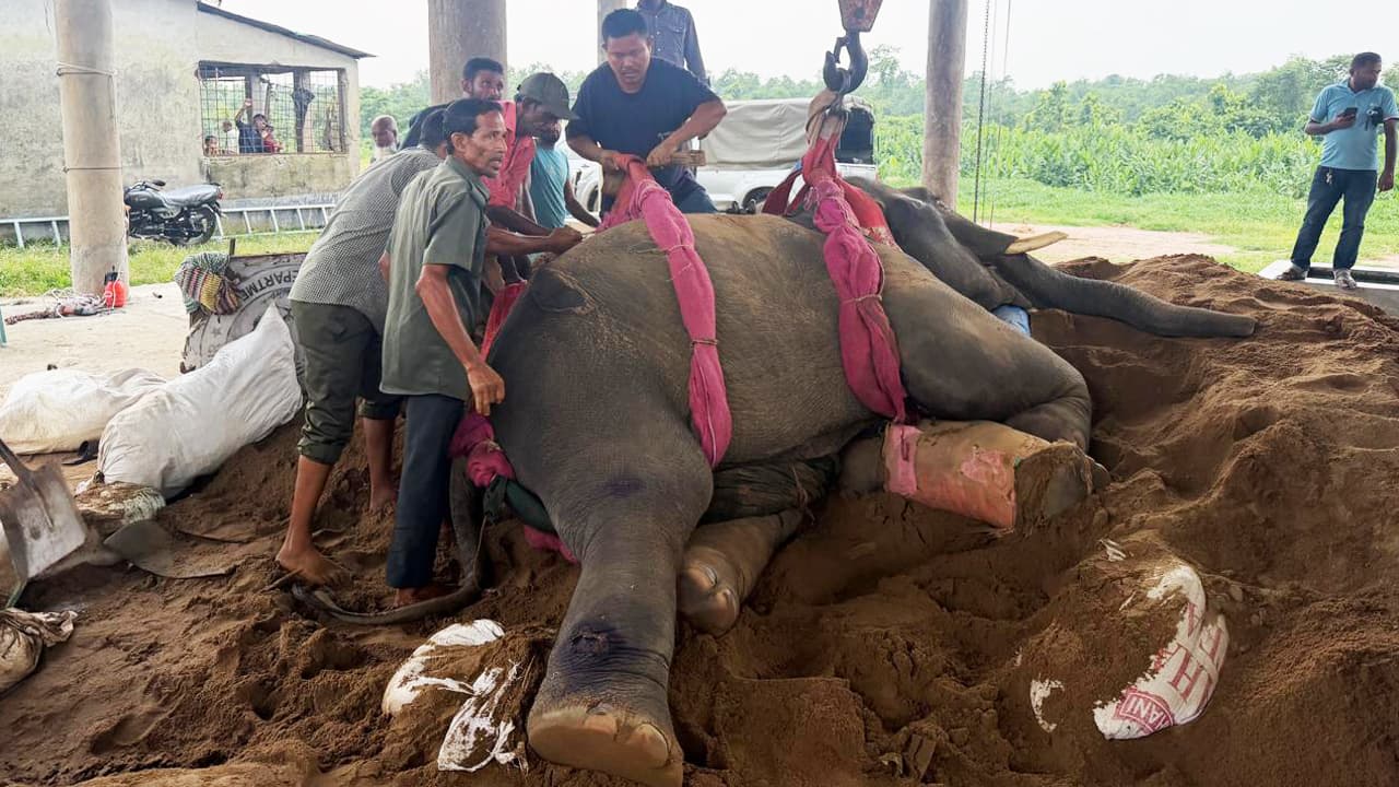 গাজীপুর সাফারি পার্কে দুটি হাতির মৃত্যু
