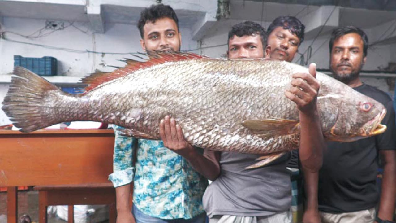 বঙ্গোপসাগরে ২২ কেজির বিরল ধাতিনা ভোল মাছ, বিক্রি সাড়ে তিন লাখে
