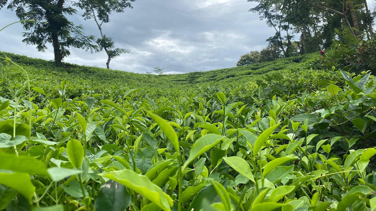 চা নিলামে নতুন রেকর্ড ন্যাশনাল টি কোম্পানির