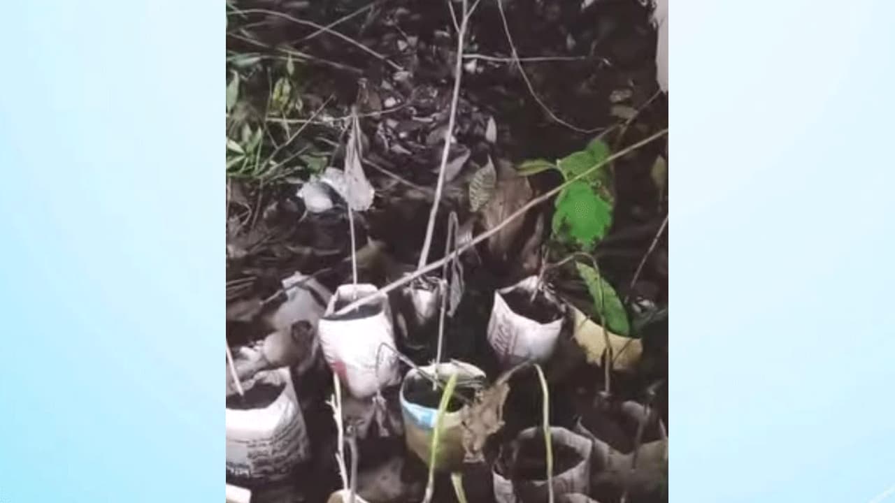 কুমিল্লায় ইউপি গোডাউনে অবহেলায় নষ্ট হচ্ছে সরকারি বৃক্ষরোপণ কর্মসূচির চারা