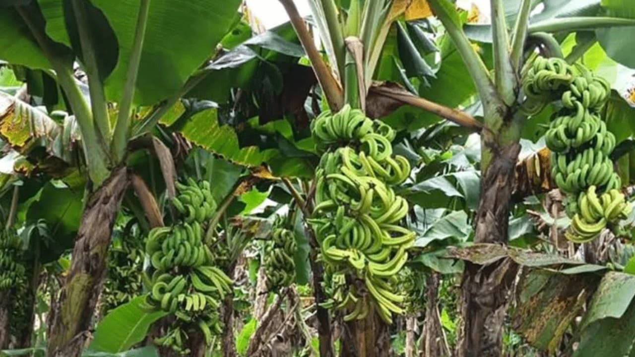 মুকসুদপুরে কীটনাশক দিয়ে ৭০০ কলাগাছ নষ্ট, আটক ১