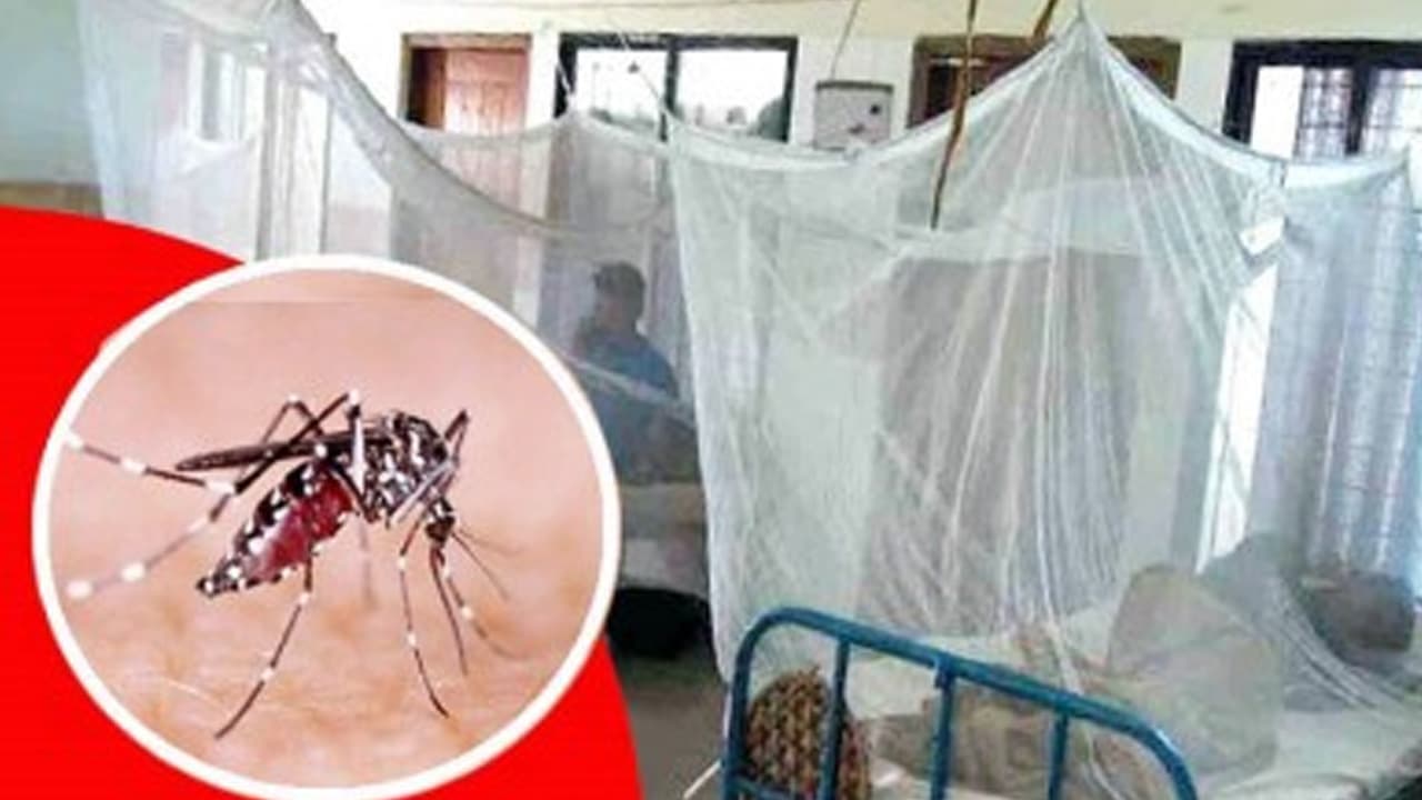 হাসপাতালে ডেঙ্গু আক্রান্ত রোগীর সংখ্যা বেড়ে ১ হাজার ৬১৫