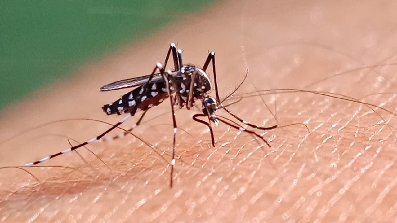 ২৪ ঘণ্টায় ডেঙ্গুতে আরও ২ মৃত্যু, হাসপাতালে ভর্তি ৭৩০