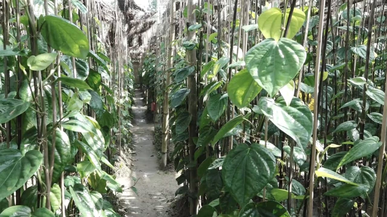 মধ্যপ্রাচ্য ও ইউরোপের বাজারে বরিশালের পান