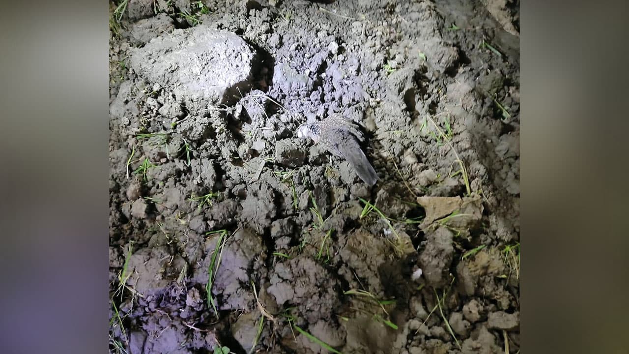চুয়াডাঙ্গায় বিষমিশ্রিত ধান খেয়ে শতাধিক পাখির মৃত্যু, জমির মালিকের জরিমানা