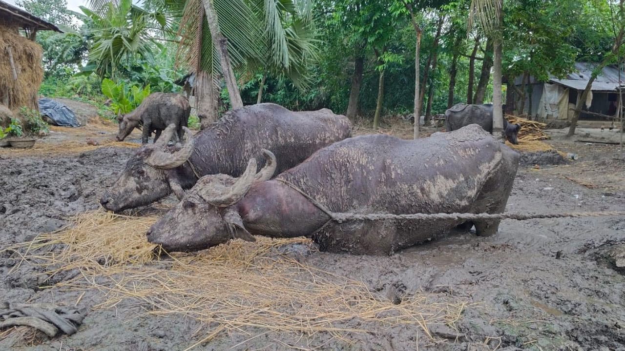 ঝিনাইদহে ৬ মাস কাদায় বন্দি ৪ মহিষ উদ্ধার, মালিকের বিরুদ্ধে ব্যবস্থা নেওয়ার হুঁশিয়ারি ইউএনওর