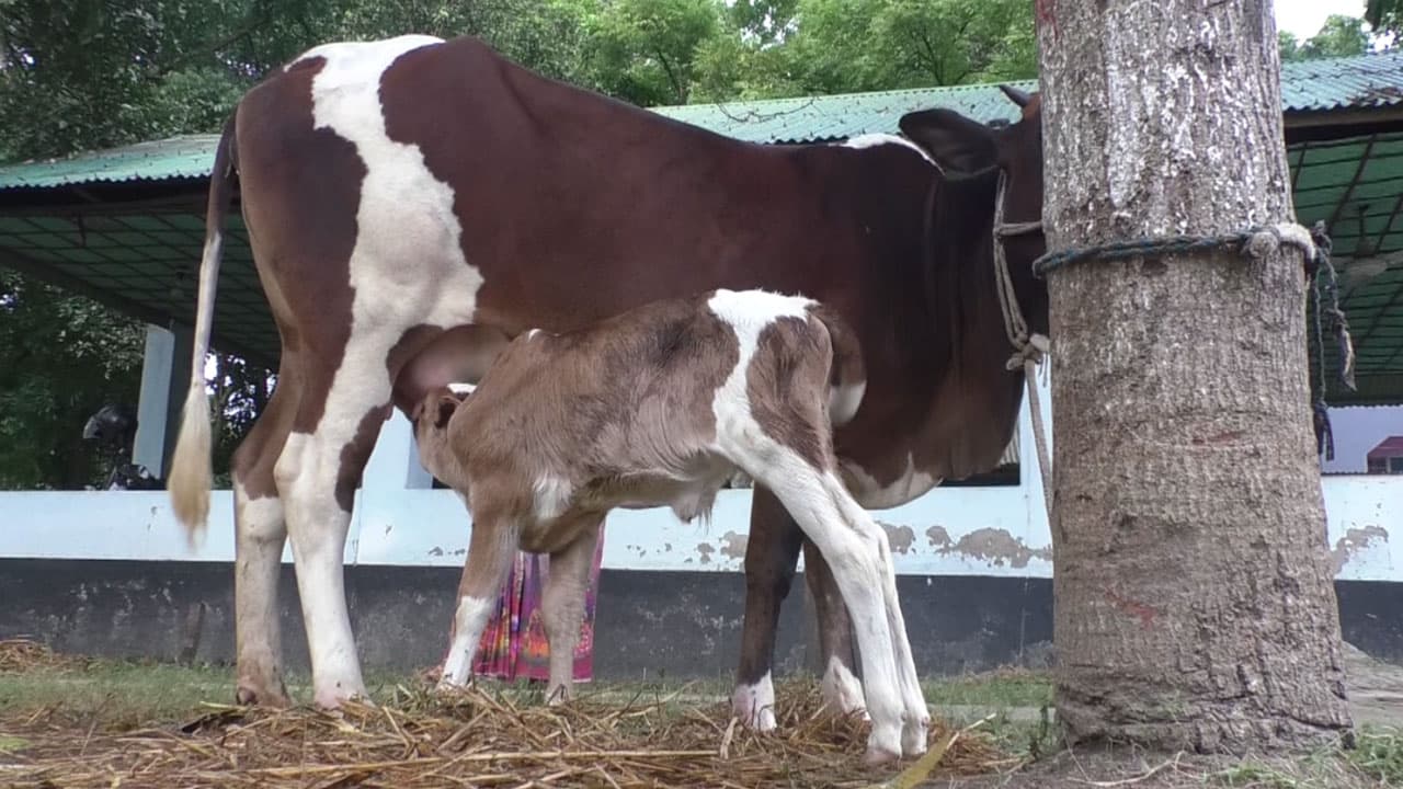 থানা হেফাজতে থাকা উদ্ধারকৃত গাভির বাছুর জন্ম, এলাকায় ব্যাপক কৌতূহল