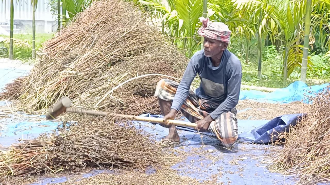 কুড়িগ্রামে দেশীয় পাটের বীজ উৎপাদনে আগ্রহ বাড়ছে কৃষকদের