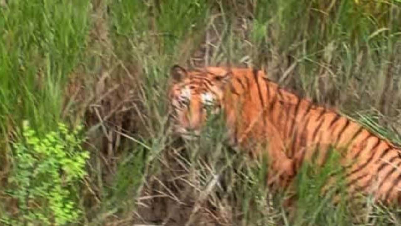 সুন্দরবনে অবমুক্ত বাঘিনীর খোঁজ মেলেনি, ৪০টি ক্যামেরায়ও ধরা পড়েনি ছবি