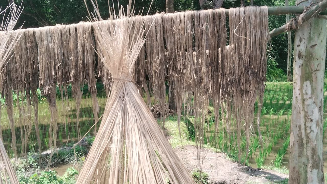 নীলফামারীতে পাট চাষে অনীহা, জনপ্রিয় হচ্ছে ভুট্টা
