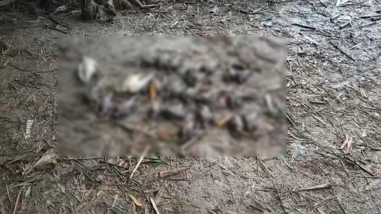 চুয়াডাঙ্গায় বিষ প্রয়োগে ২৯টি পাখি হত্যা, আদালতে মামলা বন বিভাগের