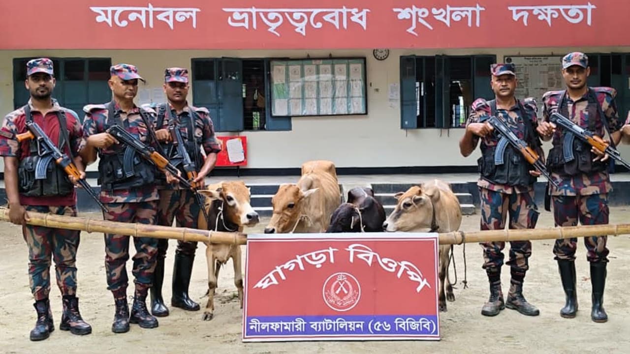 পঞ্চগড় সীমান্তে মালিকবিহীন ৪৮টি ভারতীয় গরু উদ্ধার করল বিজিবি