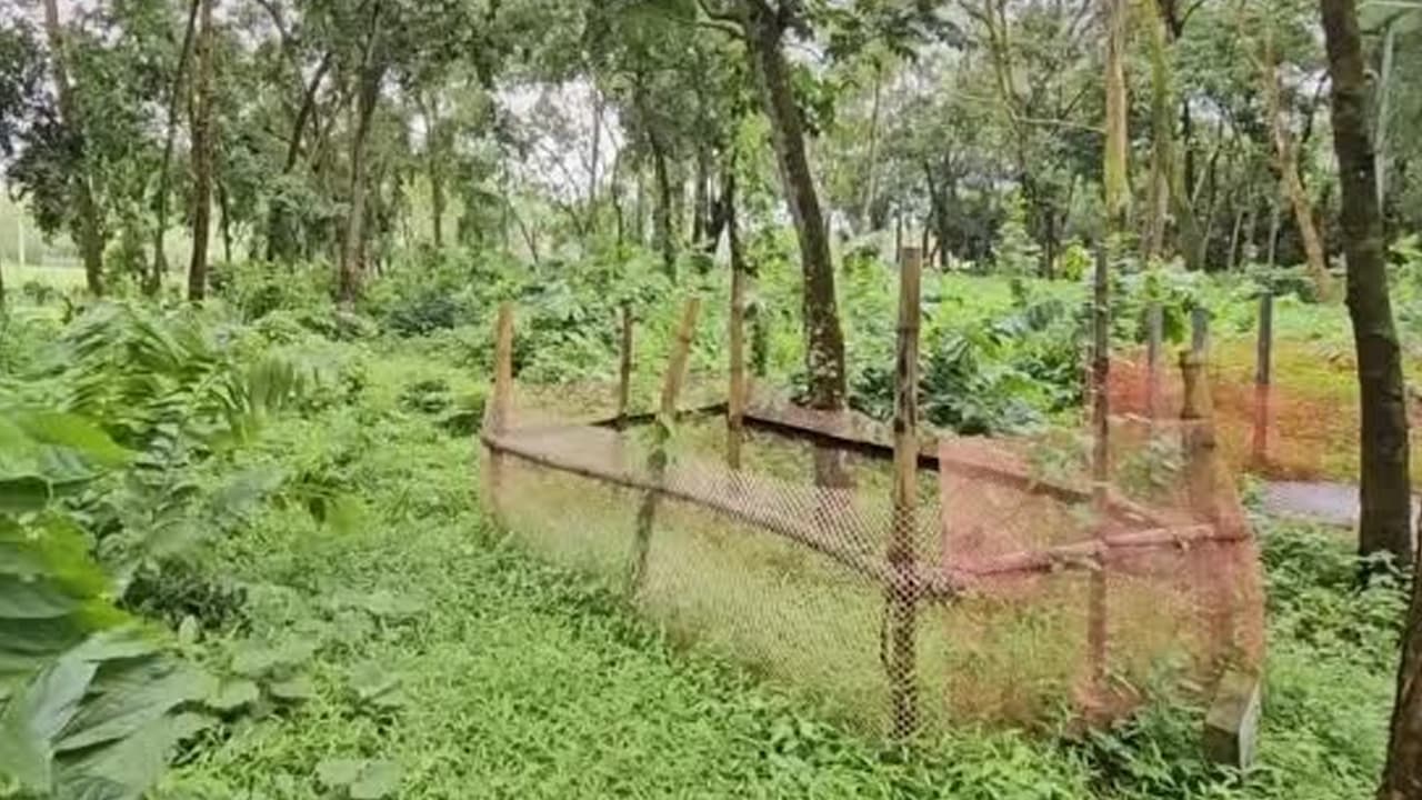 ফেনীতে বেওয়ারিশ লাশ বহনে পৌরসভার ময়লার গাড়ি