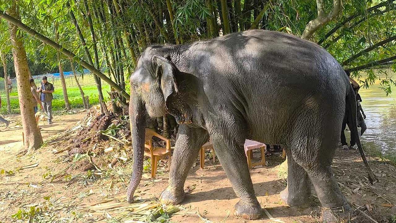 নির্যাতনের শিকার সম্রাট ও নিহারকলি ফিরছে সাফারি পার্কে