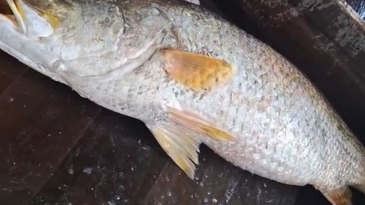 মেঘনায় ১৬ কেজির বিশাল কোরাল, বিক্রি ২৪ হাজার টাকায়
