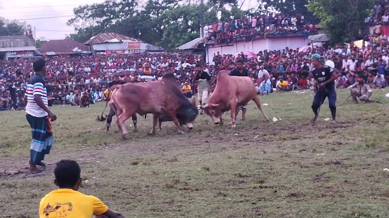 মোল্লাহাটে ঐতিহ্যবাহী ষাঁড়ের লড়াইয়ে অংশ নিল ১০৩টি ষাঁড়