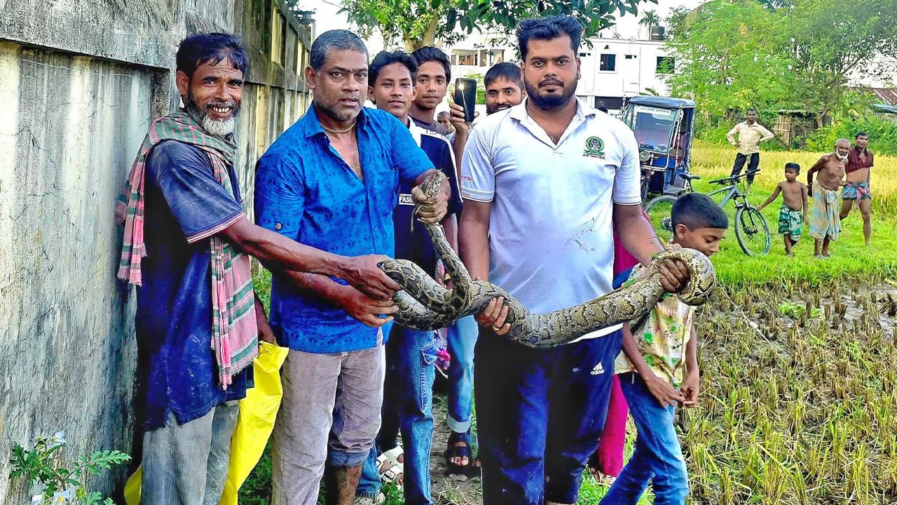 শ্রীমঙ্গলে ধানক্ষেতে বিশাল অজগর উদ্ধার