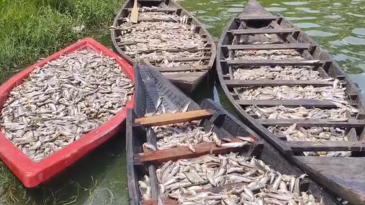 যশোরে মাছ মৃত্যু ঘটনায় তদন্তে খামার ব্যবস্থাপনায় দুর্বলতা