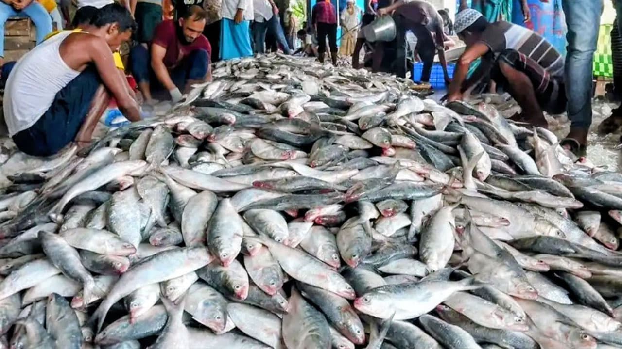 পটুয়াখালীতে ১০০ মণ ইলিশ ধরা, নিলামে ৩০ লাখ টাকা