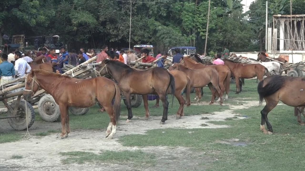 জামালপুরে ঘোড়ার মাংস চোরাচালান, ঢাকায় বিক্রি