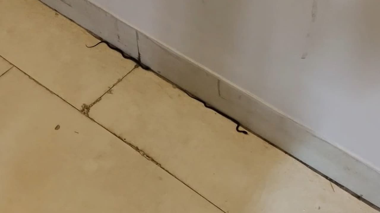শিক্ষা মন্ত্রণালয়ের ১৯ তলায় ৩ সাপ দেখা