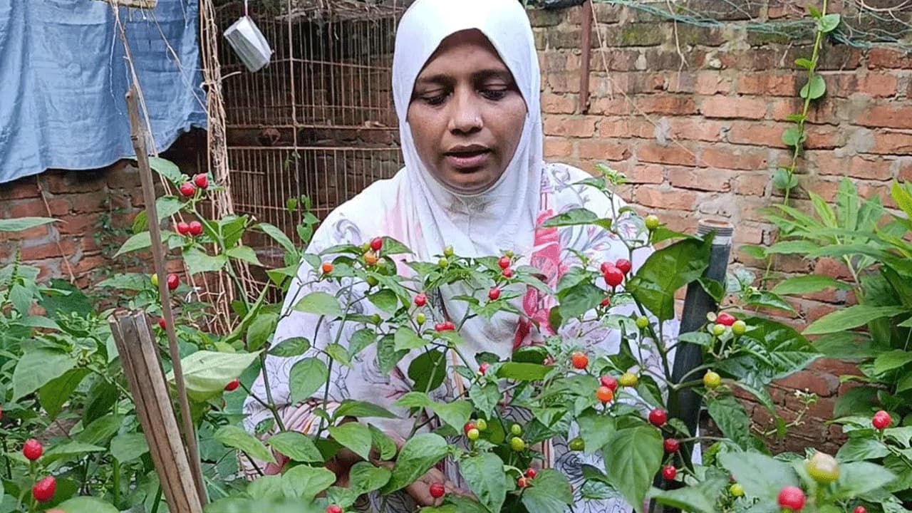 কুমিল্লার ছাদবাগানে চাষ হচ্ছে বিরল চারাপিতা মরিচ