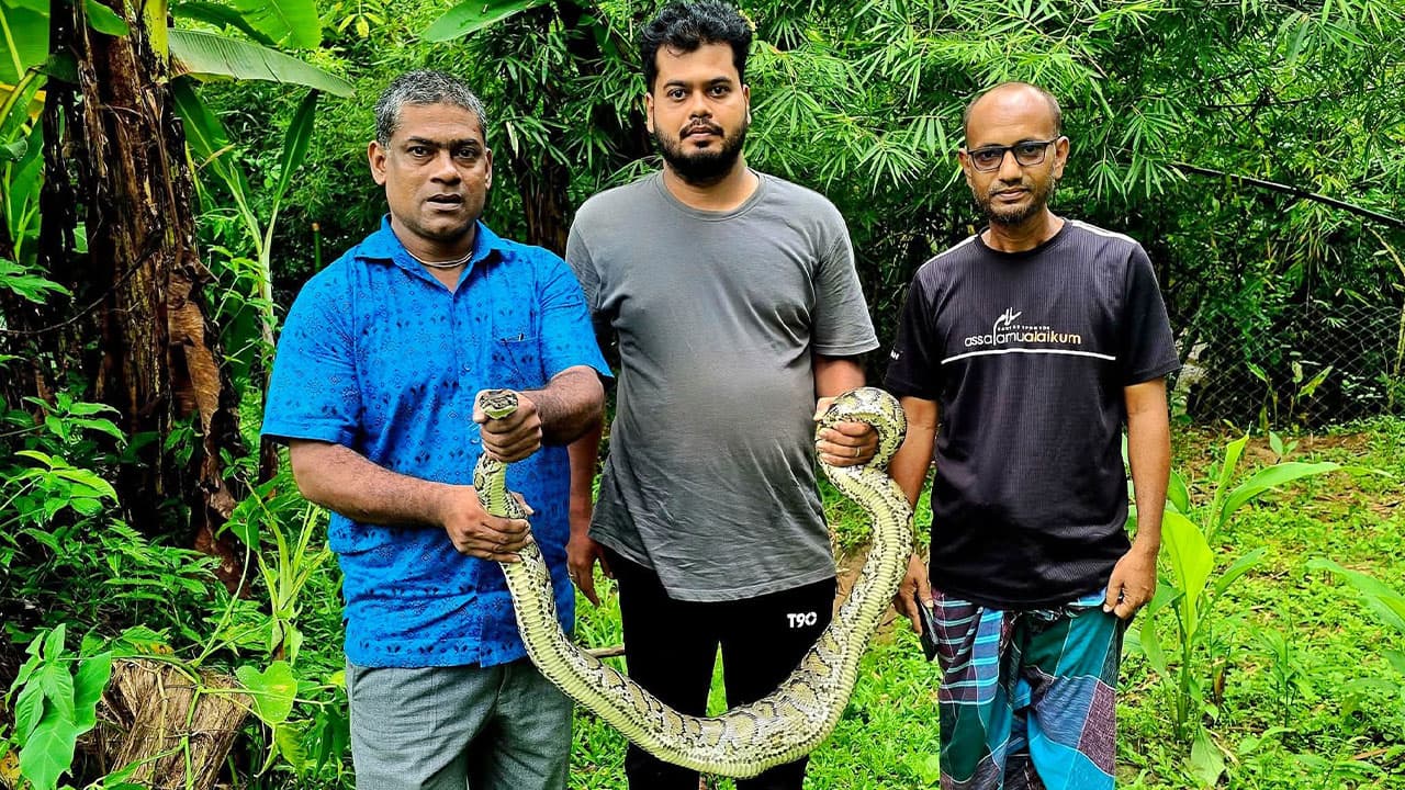 শ্রীমঙ্গলে গোয়ালঘর থেকে ৯ ফুট অজগর উদ্ধার