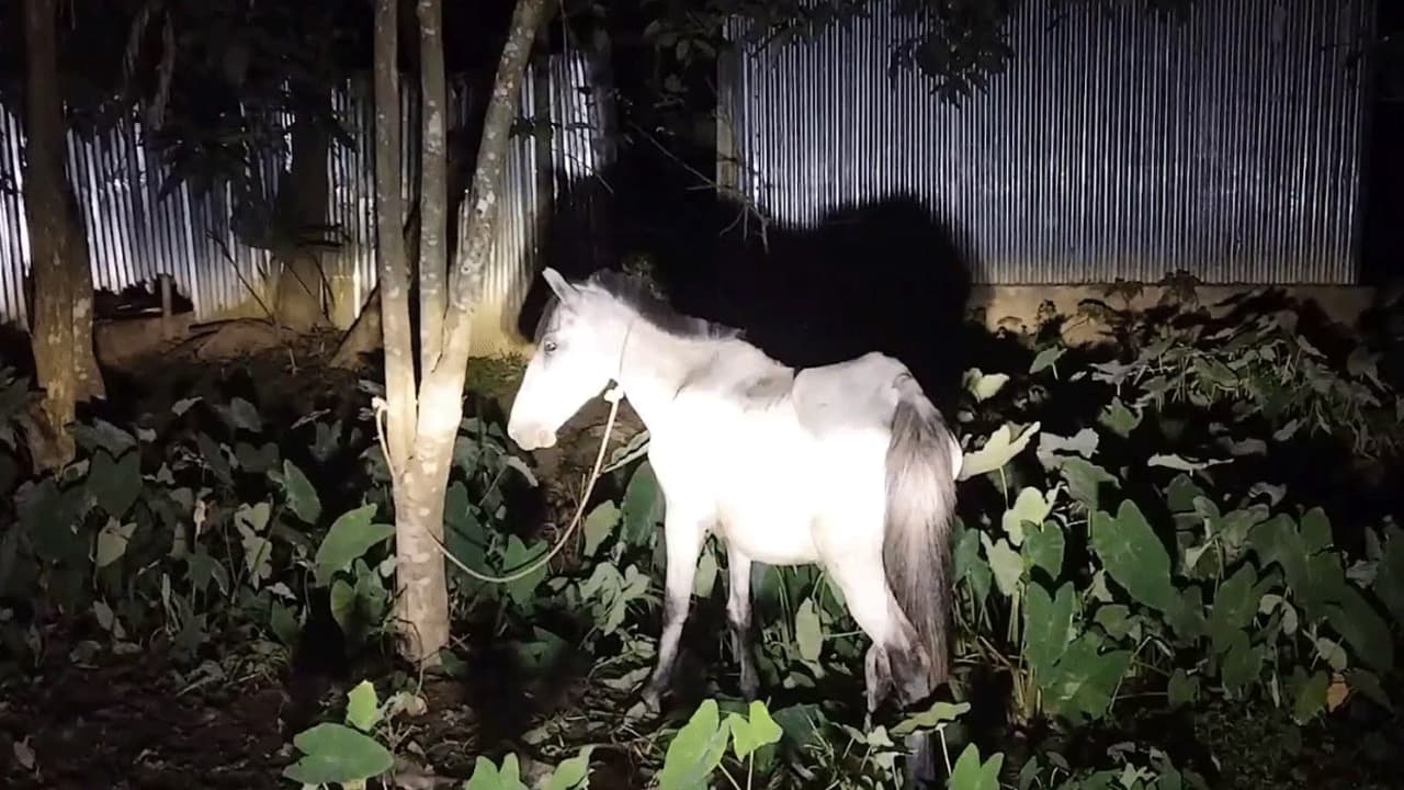ঝিনাইগাতীতে ৩ ঘোড়া জবাই, মাংস ফেলে পালানোর অভিযোগ