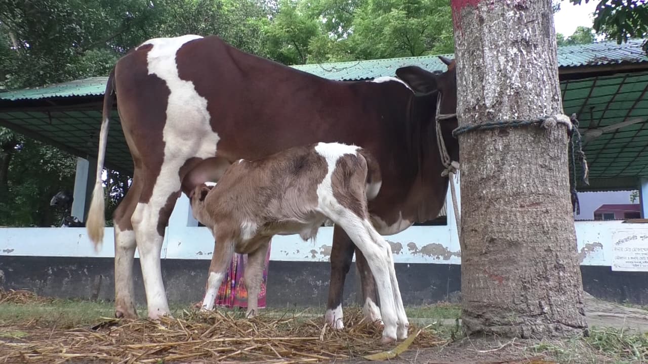 থানায় লালিত ৬ গরু নিলামে উঠছে
