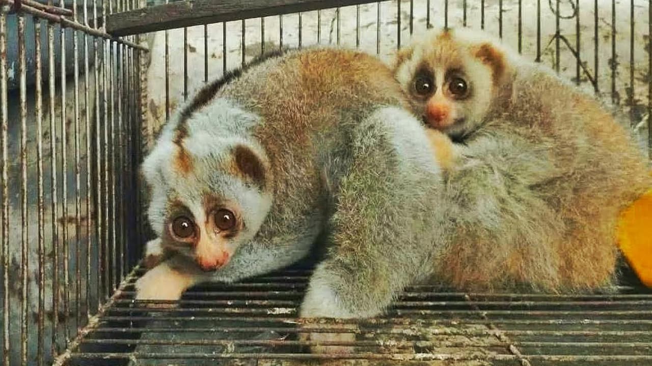 বিপন্ন লজ্জাবতী বানর লাউয়াছড়ায় অবমুক্ত