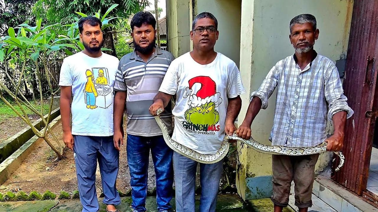 শ্রীমঙ্গলের ধানক্ষেতে অজগর উদ্ধার