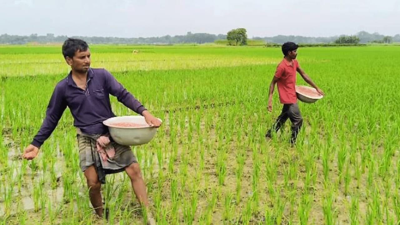 ঝিনাইদহে সার সংকটের অভিযোগ, কৃষি বিভাগের অস্বীকার