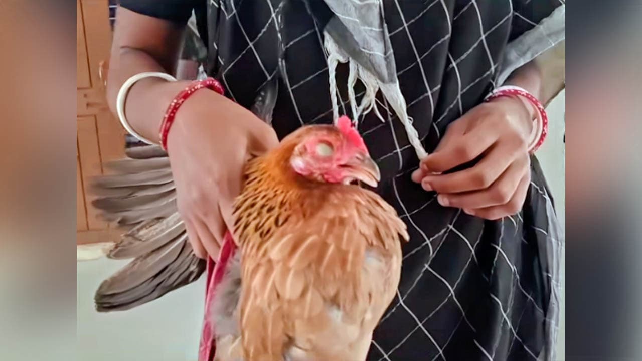 গৃহবধূ আহত মুরগি নিয়ে গাবতলী থানায়