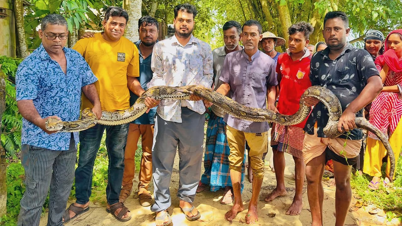 শ্রীমঙ্গলে গরুর খামার থেকে ১৮ ফুট অজগর উদ্ধার
