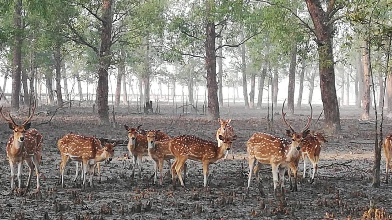 সুন্দরবনে তিন মাসের অবরোধে ফিরল প্রাণ-প্রকৃতি