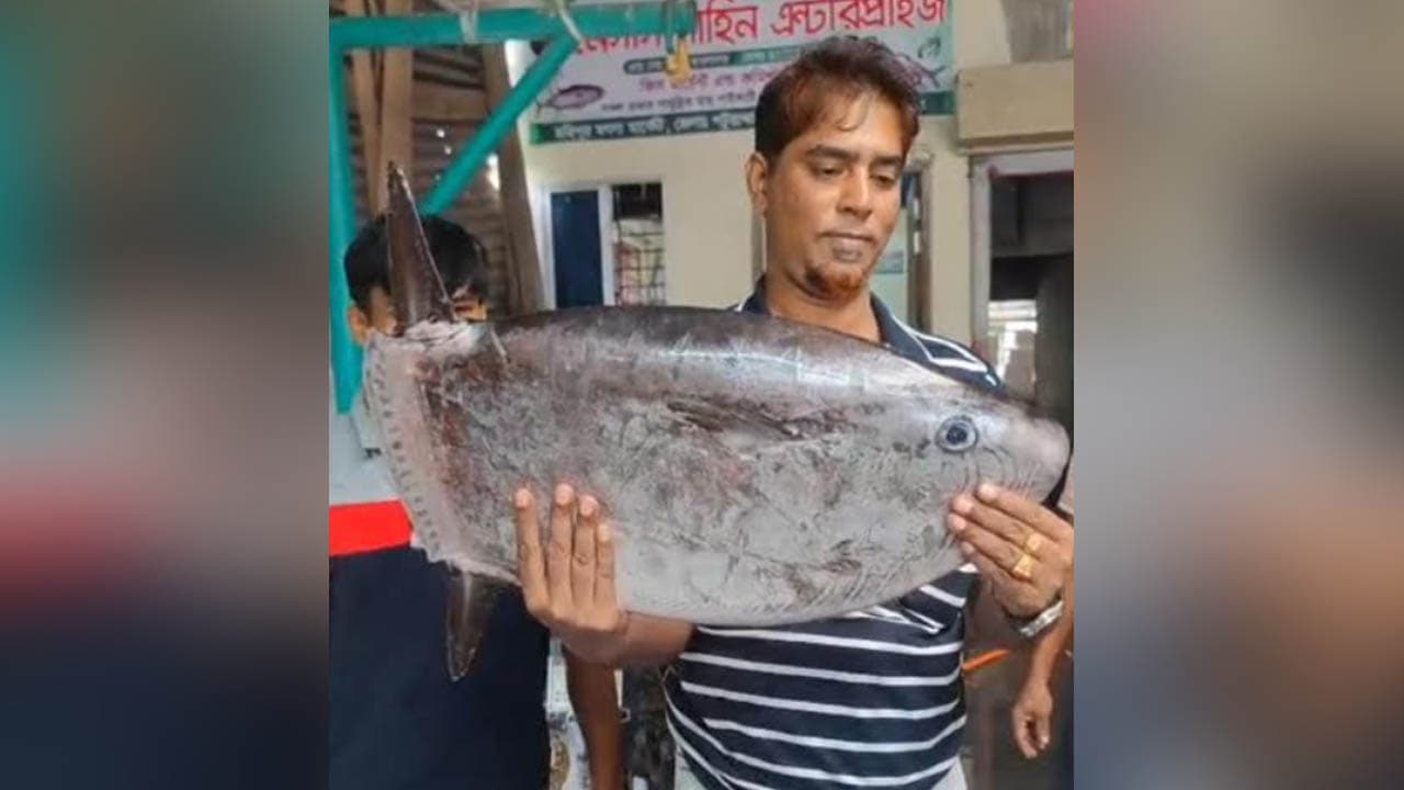 কুয়াকাটায় বিরল ‘স্লেন্ডার সানফিশ’ মাছ ধরা পড়ল