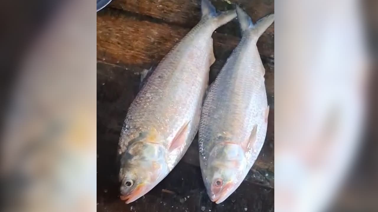 মনপুরায় সাড়ে ৩ কেজি ওজনের দুই ইলিশের নিলাম