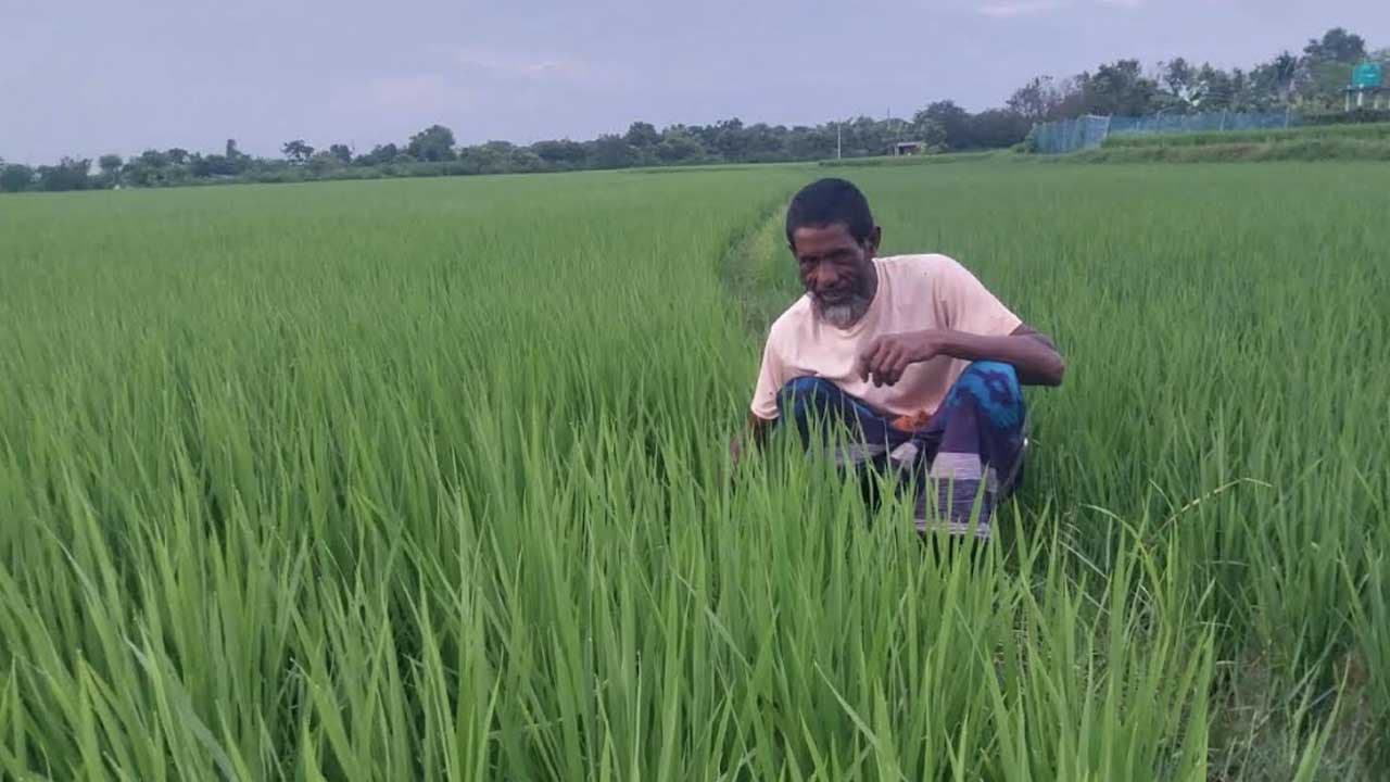চাঁপাইনবাবগঞ্জে সরকারি দামে সার না পেয়ে বিপাকে পড়লেন চাষিরা