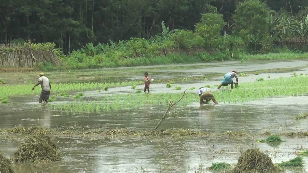 ভোলার ১৩ হাজার হেক্টর আমন চাষ জলাবদ্ধতায় হুমকির মুখে পড়েছে