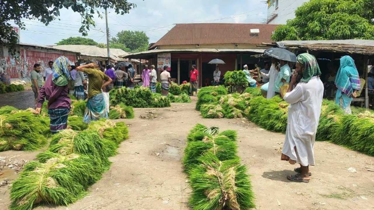 মধুখালীতে আমন আবাদের লক্ষ্যমাত্রা ছাড়ানোর সম্ভাবনা